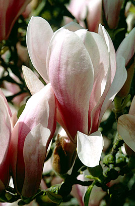 Magnolia soulangeana 60-90cm 10lt